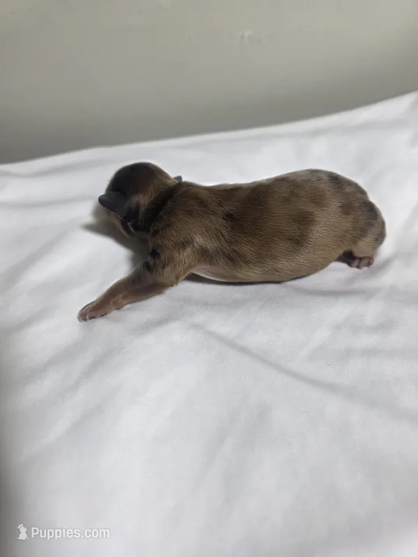 Puppy 2 – Pomchi puppy for sale in Houston, TX