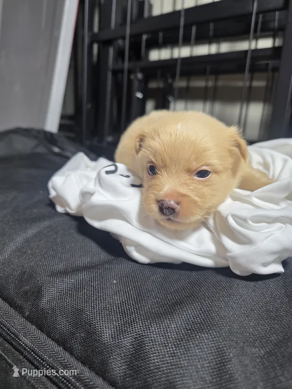 Goldie – Pomchi puppy for sale in Houston, TX