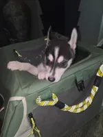 Demon, a male Siberian Husky for sale in Houston, TX – 3 of 3