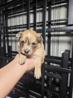 Sassy, a female Pomchi for sale in Houston, TX – 5 of 10