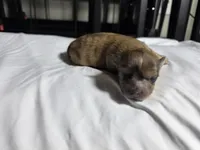 Sassy, a female Pomchi for sale in Houston, TX – 3 of 8