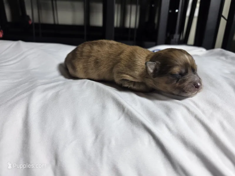 Sassy – Pomchi puppy for sale in Houston, TX
