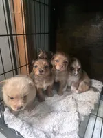 Coco, a male Pomchi for sale in Houston, TX – 7 of 10