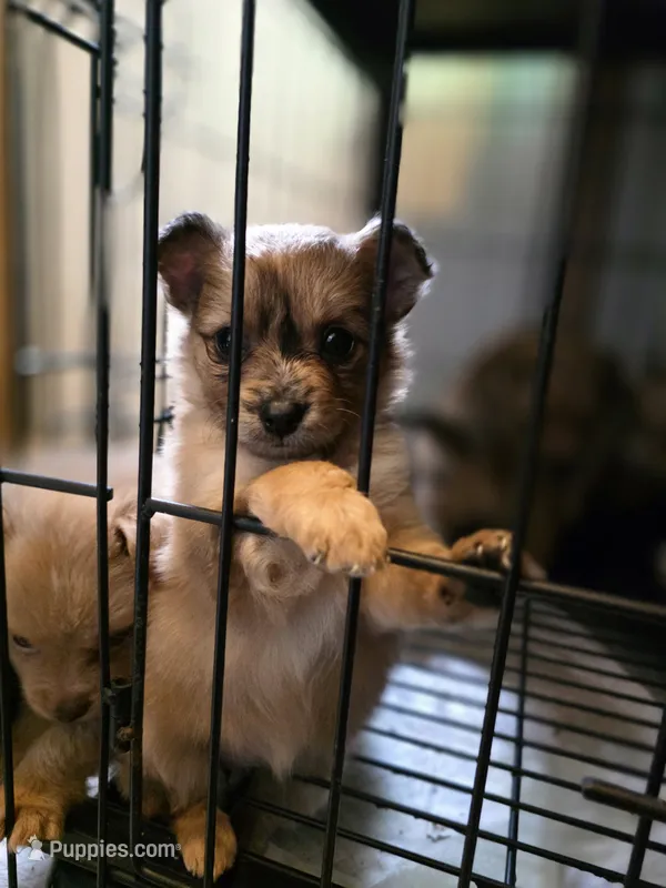 Sassy – Pomchi puppy for sale in Houston, TX