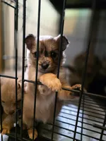 Sassy, a female Pomchi for sale in Houston, TX – 1 of 10
