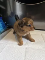 Coco, a male Pomchi for sale in Houston, TX – 3 of 10