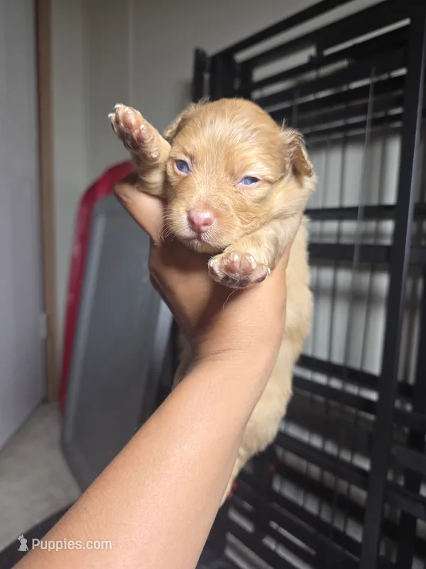 Caramel  – Pomchi puppy for sale in Houston, TX