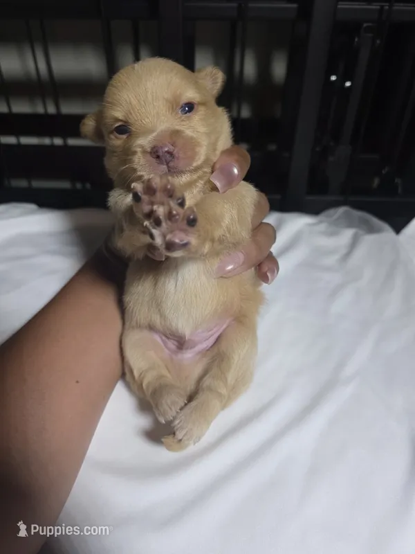 Goldie – Pomchi puppy for sale in Houston, TX