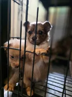 Sassy, a female Pomchi for sale in Houston, TX – 10 of 10