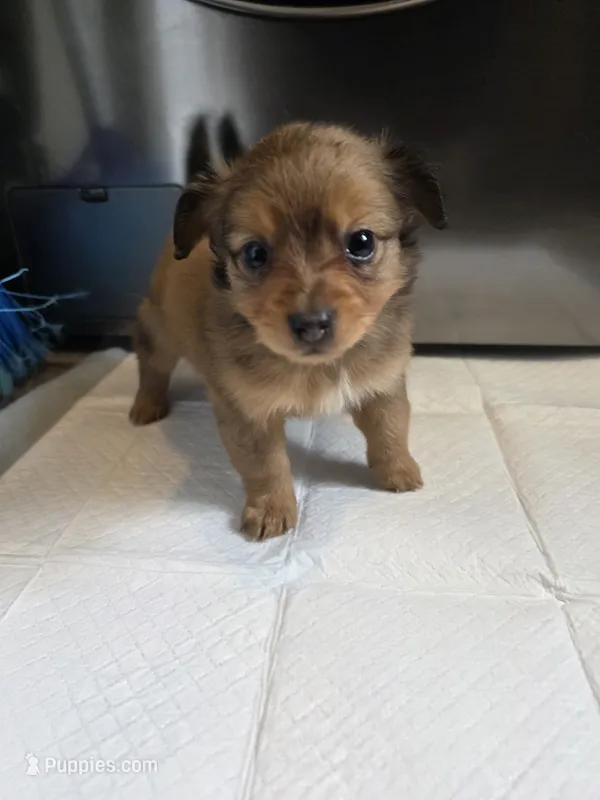Coco – Pomchi puppy for sale in Houston, TX
