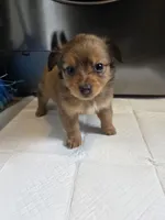 Coco, a male Pomchi for sale in Houston, TX – 1 of 10