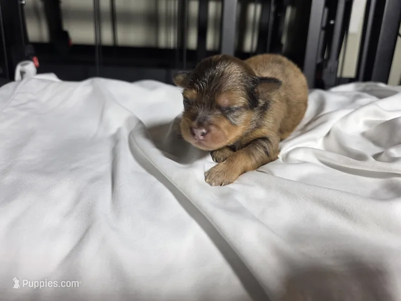 Coco – Pomchi puppy for sale in Houston, TX