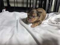 Coco, a male Pomchi for sale in Houston, TX – 1 of 8