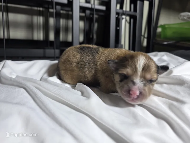 Smores – Pomchi puppy for sale in Houston, TX