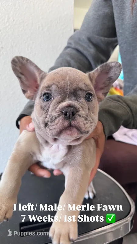 No Name – French Bulldog puppy for sale in Carson, CA