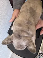 No Name, a male French Bulldog for sale in Carson, CA – 2 of 4
