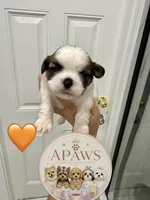 Imperial Bimbo , a male Shih Tzu for sale in Fort Myers, FL – 2 of 4
