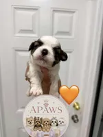 Imperial Bimbo , a male Shih Tzu for sale in Fort Myers, FL – 4 of 4