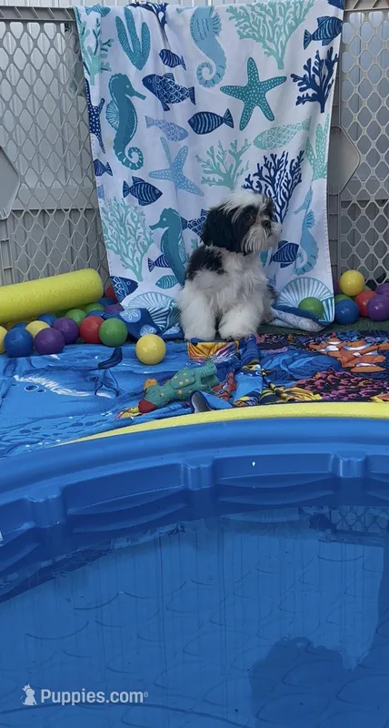 Oreo – Shih Tzu puppy for sale in Lehigh Acres, FL
