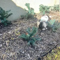 Oreo, a male Shih Tzu for sale in Lehigh Acres, FL – Photo 9 of 9