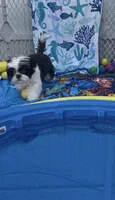 Oreo, a male Shih Tzu for sale in Lehigh Acres, FL – Photo 3 of 9