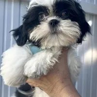 Oreo, a male Shih Tzu for sale in Lehigh Acres, FL – Photo 8 of 9