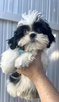 Oreo, a male Shih Tzu for sale in Lehigh Acres, FL – Photo 10 of 10