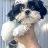 Oreo, a male Shih Tzu for sale in Lehigh Acres, FL – Photo 7 of 9