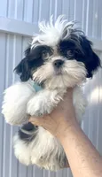 Oreo, a male Shih Tzu for sale in Lehigh Acres, FL – Photo 9 of 10