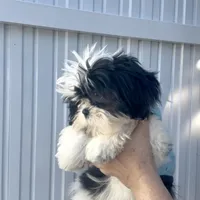 Oreo, a male Shih Tzu for sale in Lehigh Acres, FL – Photo 6 of 9