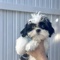 Oreo, a male Shih Tzu for sale in Lehigh Acres, FL – Photo 4 of 9
