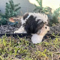 Oreo, a male Shih Tzu for sale in Lehigh Acres, FL – Photo 5 of 9