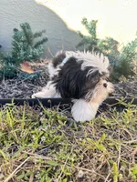 Oreo, a male Shih Tzu for sale in Lehigh Acres, FL – Photo 7 of 10