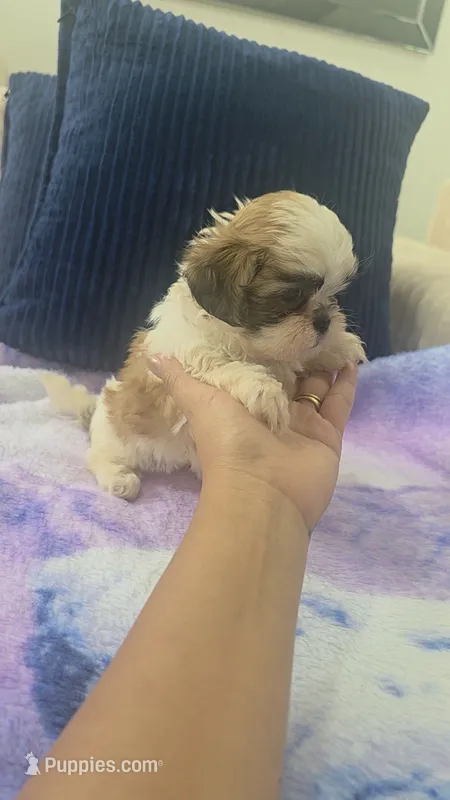Imperial Bimbo  – Shih Tzu puppy for sale in Fort Myers, FL