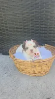 CKC Molly Blue-eyed Imperial , a female Shih Tzu for sale in Fort Myers, FL – 5 of 8