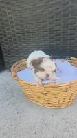CKC Molly Blue-eyed Imperial , a female Shih Tzu for sale in Fort Myers, FL – 7 of 8