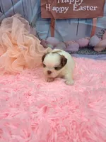 CKC Molly Blue-eyed Imperial , a female Shih Tzu for sale in Lehigh Acres, FL – Photo 1 of 10
