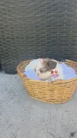CKC Molly Blue-eyed Imperial , a female Shih Tzu for sale in Fort Myers, FL – 2 of 8