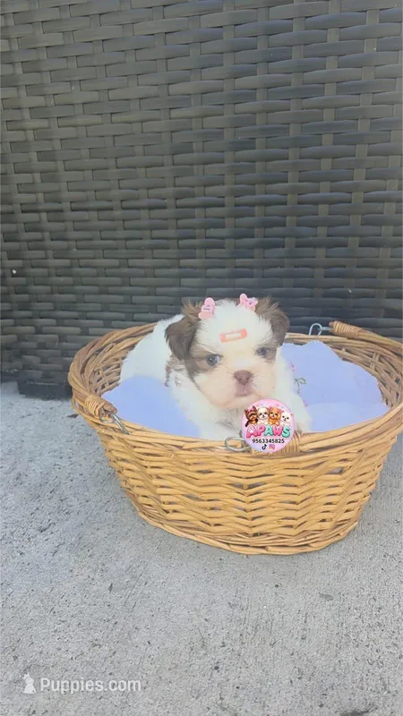 CKC Molly Blue-eyed Imperial  – Shih Tzu puppy on hold in Lehigh Acres, FL