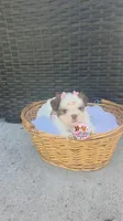 CKC Molly Blue-eyed Imperial , a female Shih Tzu for sale in Fort Myers, FL – 1 of 8