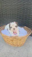 CKC Molly Blue-eyed Imperial , a female Shih Tzu for sale in Fort Myers, FL – 6 of 8