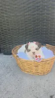 CKC Molly Blue-eyed Imperial , a female Shih Tzu for sale in Fort Myers, FL – 4 of 8