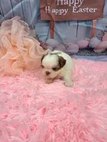 CKC Molly Blue-eyed Imperial , a female Shih Tzu for sale in Lehigh Acres, FL – Photo 4 of 10