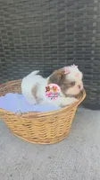 CKC Molly Blue-eyed Imperial , a female Shih Tzu for sale in Fort Myers, FL – 3 of 8