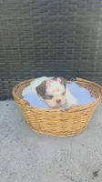 CKC Molly Blue-eyed Imperial , a female Shih Tzu for sale in Fort Myers, FL – 8 of 8