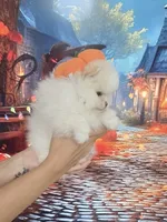 Teddy Bear Sonny, a male Pomeranian for sale in Fort Myers, FL – 4 of 10