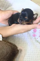 Lolita, a female Yorkshire Terrier for sale in Fort Myers, FL – 5 of 10