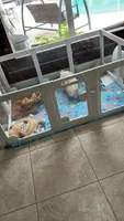 Haaland, a male Poodle - Toy  for sale in Fort Myers, FL – 5 of 10