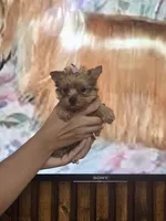 Princes Goldie, a female Yorkshire Terrier for sale in Fort Myers, FL – 3 of 6