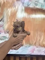 Princess Sunny, a female Yorkshire Terrier for sale in Fort Myers, FL – 4 of 9